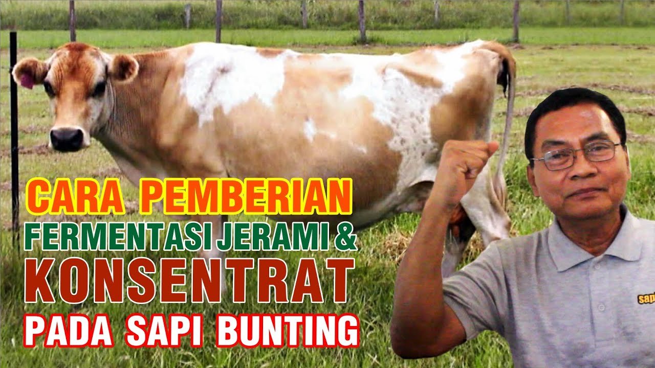 
                                 Cara-Pemberian-Konsentrat-&-Fermentasi-Jerami-Pada-Sapi-Bunting